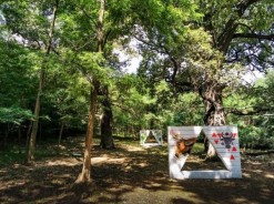 Meetup: Picnic independent